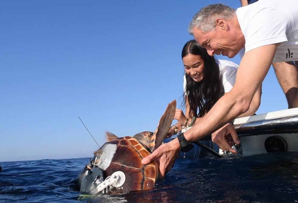 Curata e cresciuta, la tartaruga è tornata in mare aperto
