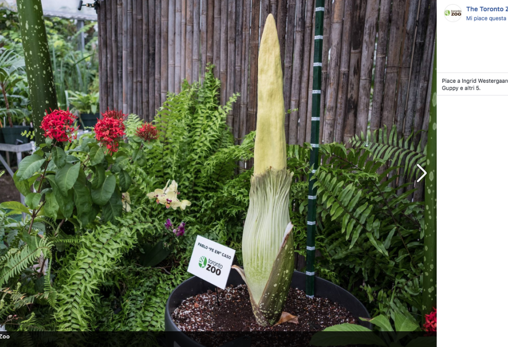 La pianta che fiorisce ogni dieci anni sboccia a Toronto