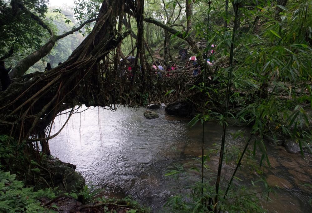 Sicuri e spettacolari: i ponti viventi di radici