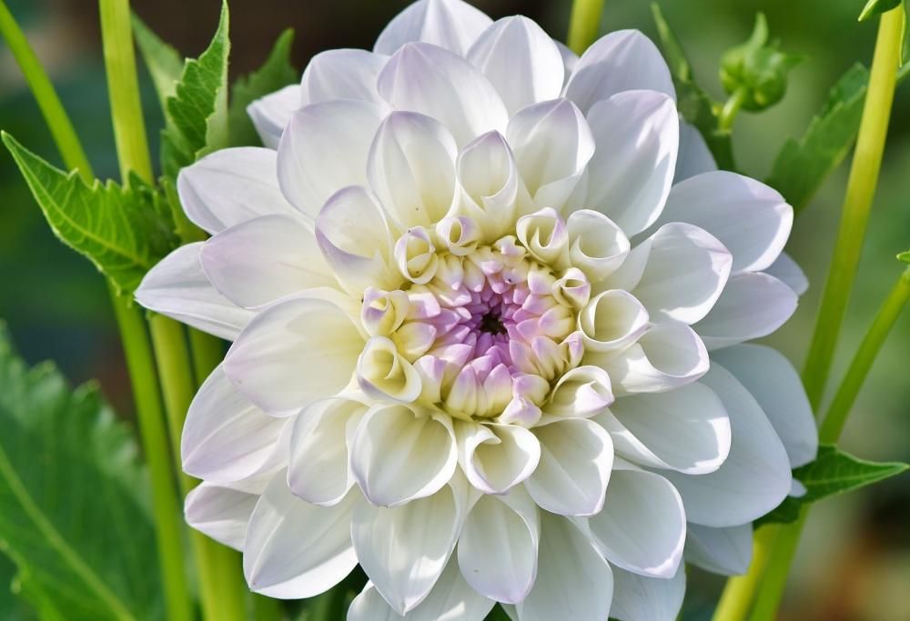 La dalia sbocciata nel Giardino di Boboli diventa simbolo di rinascita