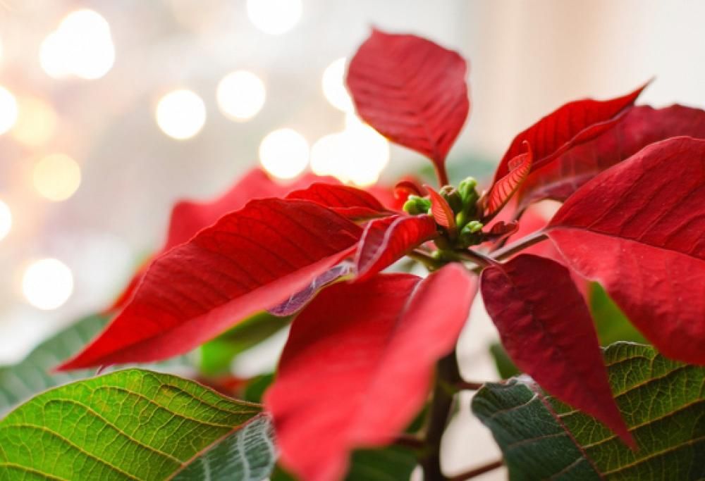 Meravigliosa Stella di Natale…