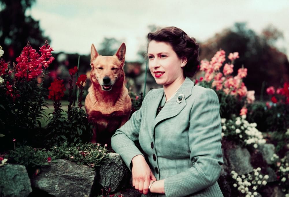 Regina Elisabetta: la statua che la ricorda raffigura anche gli amati corgi