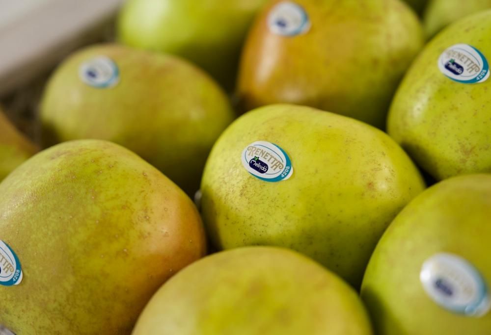 MELINDA RENETTA: l’alleata della tua alimentazione